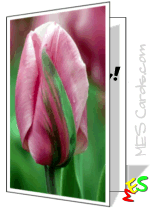 tulip card to print, pink