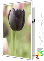 black tulip card, unique, contrast