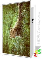 leopard greeting card