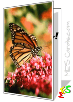 colorful butterfly cards