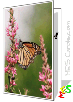 butterfly card, monarch butterfly