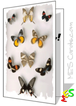 butterfly card, collection