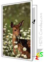 card to print, photo of fawn in field