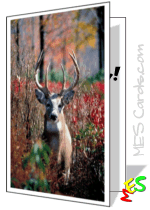 printable card, photo of buck in forest