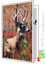 greeting card, photo of deer in fall