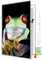 red-eyed tree frog card