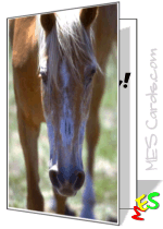 horse cards, close-up photo