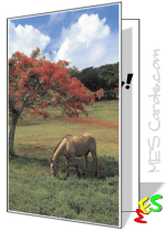 horse card template, country landscape