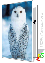 card, snow owl photo
