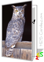 barn owl, greeting card