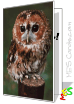 baby owl, greeting card