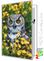 eagle owl, card template