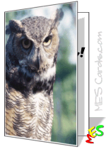 owl photo, printable card