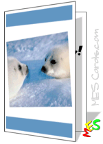 baby seal, card template