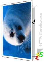 baby seal, underwater, photo