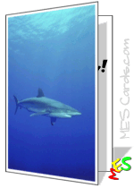 underwater, shark, light reflection