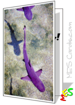 blacktip reef shark, shallows, shadow, card
