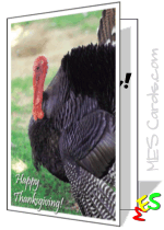 happy turkey day card