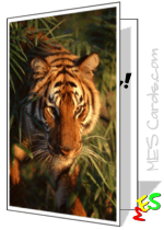 tiger in grass, photo card