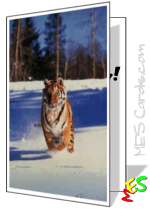tiger birthday card, running, snow