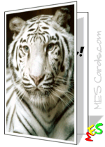 white tiger photo, printable card