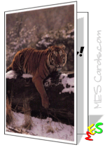 tiger photo, hunting