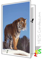 tiger on mountain top, standing, card