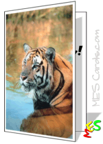 tiger reflection photo