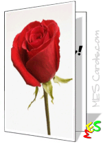 single red rose photo, card to print